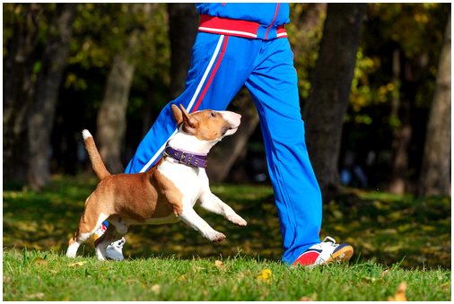 Что вы должны взять с собой на прогулку с собакой, когда она будет сопровождать вас на тренировке?