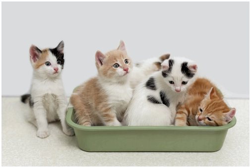4 правила использования туалетного лотка для кошек