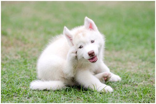 Как часто нужно проводить дегельминтизацию собаки?