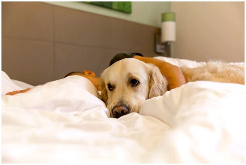 5 вещей, которые вы должны знать, прежде чем позволять собаке спать в вашей постели
