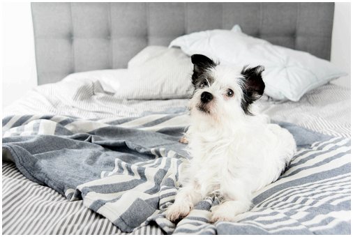 5 вещей, которые вы должны знать, прежде чем позволять собаке спать в вашей постели