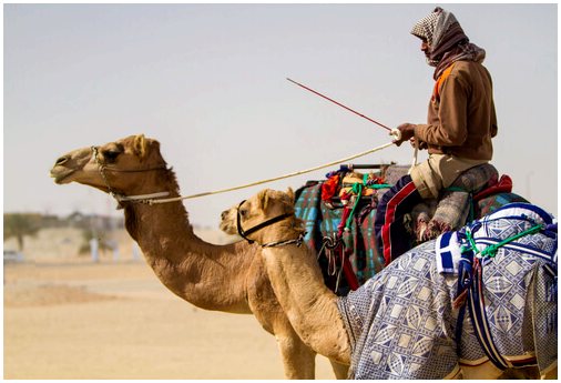 Арабский верблюд: характеристики, поведение и среда обитания