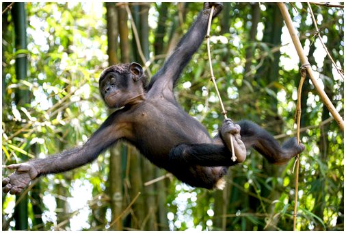 Бонобо: характеристики, поведение и среда обитания