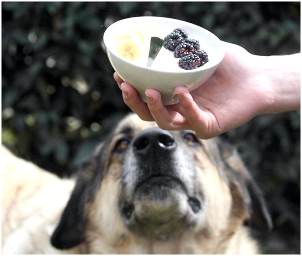Бренд органических молочных продуктов запускает кампанию по усыновлению собак