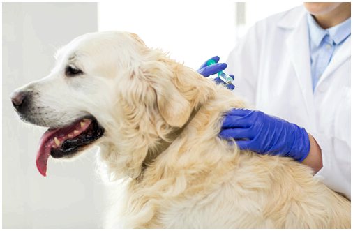 Что такое ветеринарная фитомедицина?
