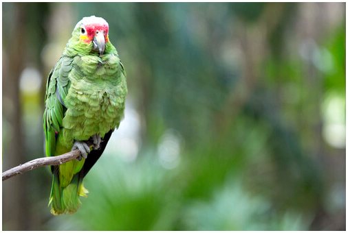Депрессия у попугаев: причины, симптомы и лечение