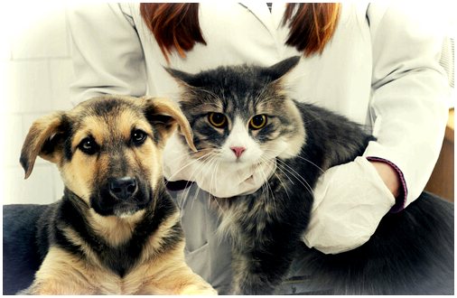 Лечение диареи у собак и кошек