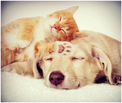 Как наладить дружбу между кошками и собаками?