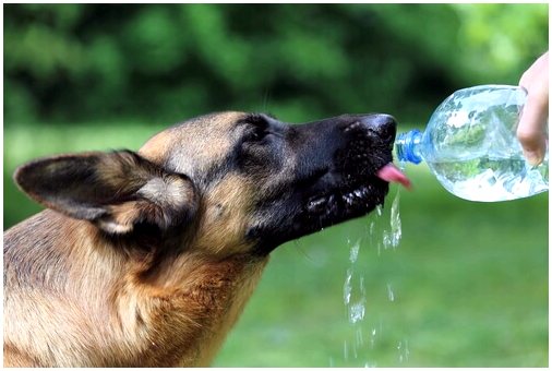 Собаки не пьют воду, они ее кусают
