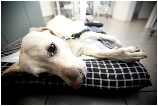 10 распространенных симптомов болезней у собак