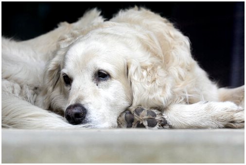 Шумы в сердце у собак: профилактика и первая помощь