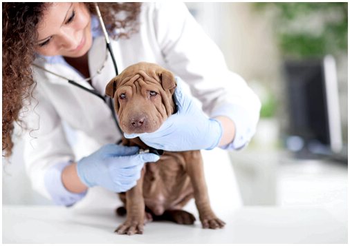 Побочные эффекты вакцины у собаки