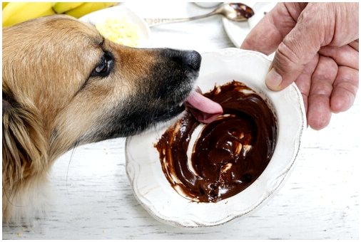 Как собаки переваривают пищу?