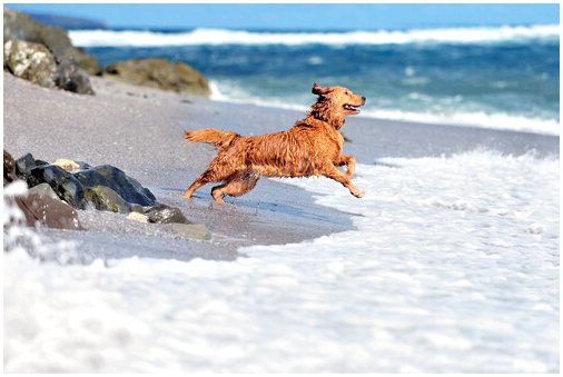 Родился первый пляжный бар для собак