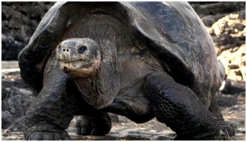 Как узнать возраст черепахи?