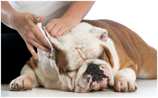 Уход и лечение отита у собак