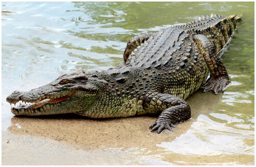 Крокодил: характеристики, поведение и среда обитания