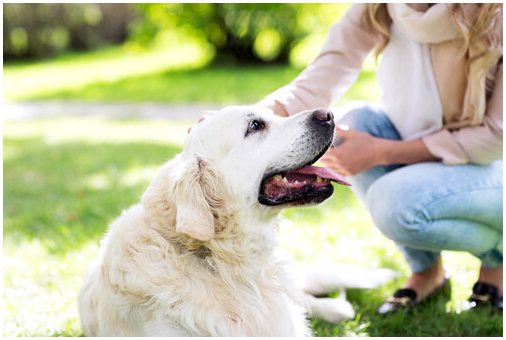 21 вещь, которую вы не знали о собаках, которая лишит вас дара речи. Часть 1