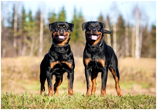 10 самых популярных немецких пород собак