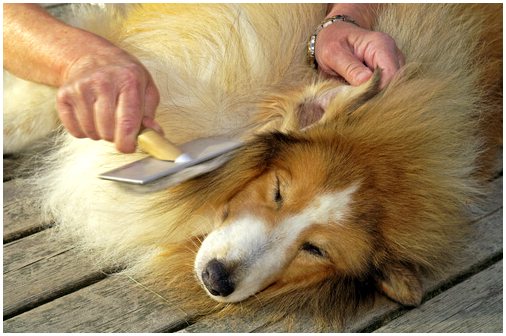 10 советов, как сделать шерсть вашей собаки красивой