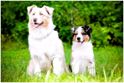Гипертония у собак может быть предупреждением о других заболеваниях