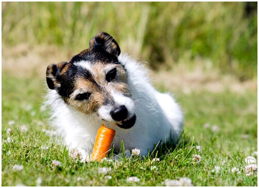 Польза моркови для вашей собаки