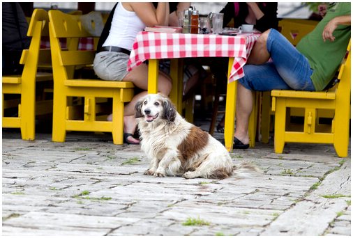 Познакомьтесь с рестораном с правом входа: только собаки