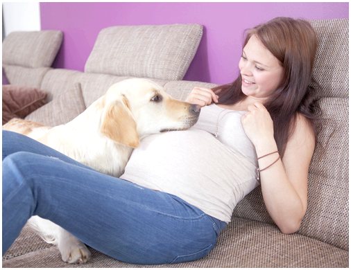 Способны ли собаки определять беременность?