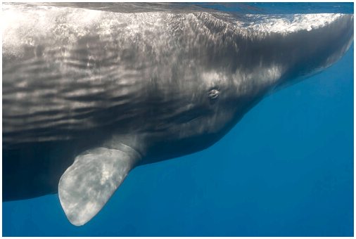 Синий кит: самое большое живое существо