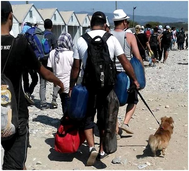 Сирийские беженцы бросают все, кроме домашних животных!