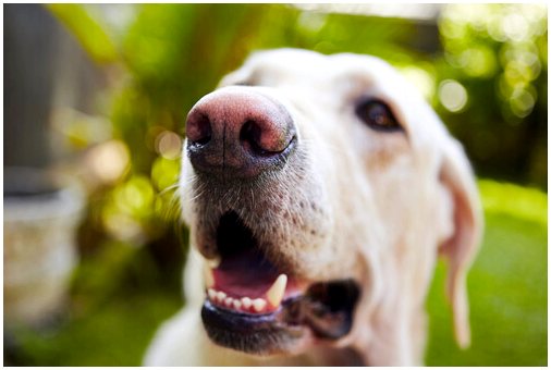 Почему собаки зевают?