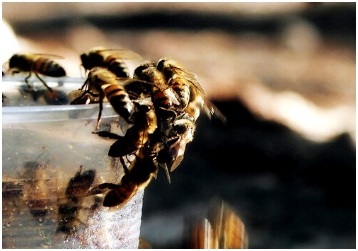 Социальная структура пчел