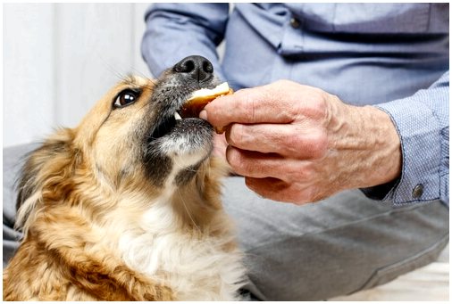 Стоит ли давать собаке витамины?