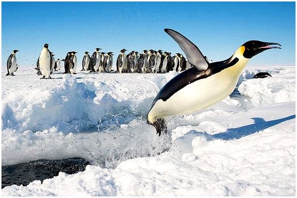 Тяжелая жизнь императорского пингвина