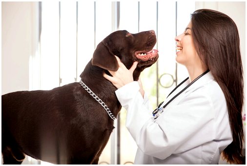 Ветеринарный процесс при госпитализации вашего питомца
