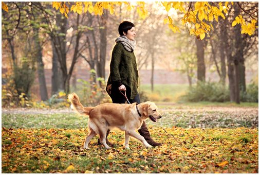 Дрессировка собак: легкий способ избежать натяжения поводка