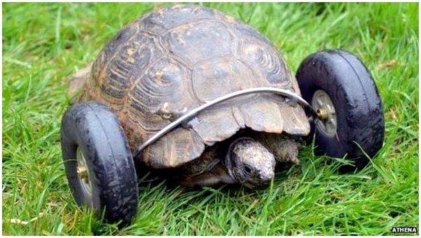 Встречайте черепаху с протезными колесами