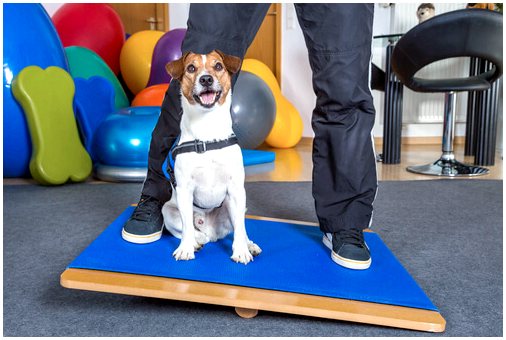 Вы уже знаете тренажерные залы для собак?