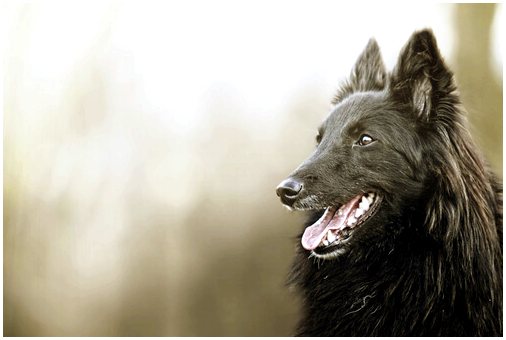 Вы знаете, что такое День черной собаки?