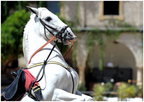 Андалузская лошадь самая элегантная: узнайте, почему она такая эффектная