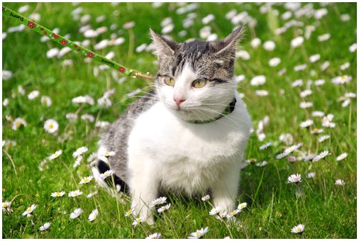 Смертельная опасность: противопаразитарные ошейники для кошек