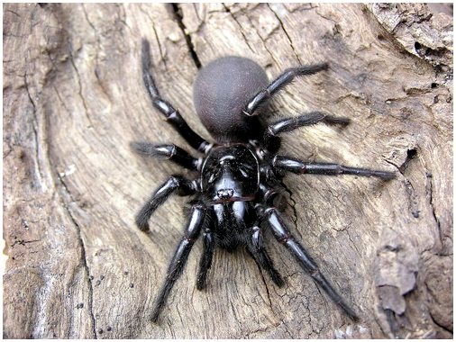 5 самых ядовитых пауков