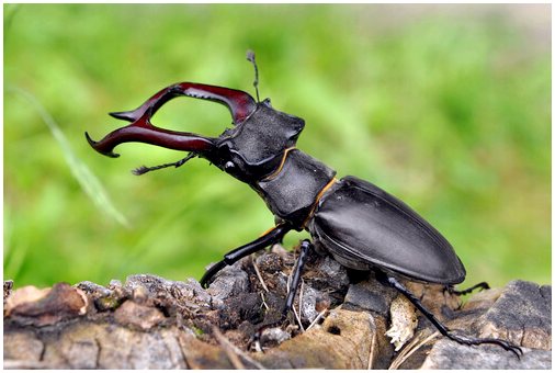6 интересных видов жуков