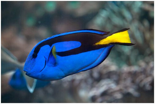 5 самых красивых рыб в океане