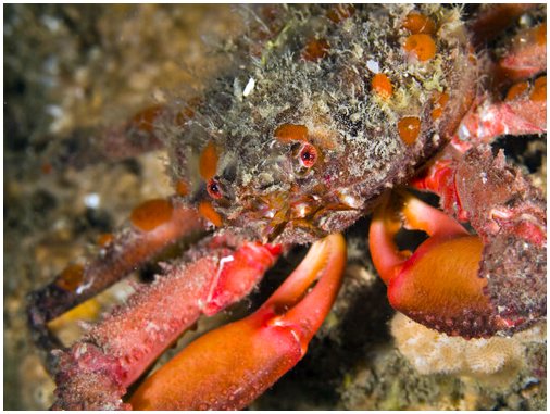8 отличий ракообразных от моллюсков