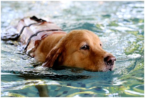 Благодаря российскому изобретению собаки смогут дышать под водой.
