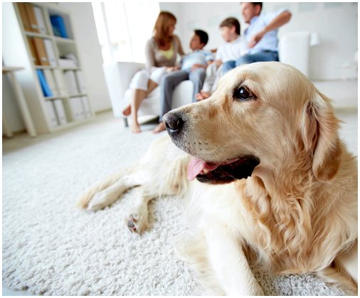 Знаете ли вы, что собака значительно улучшает здоровье своих хозяев?
