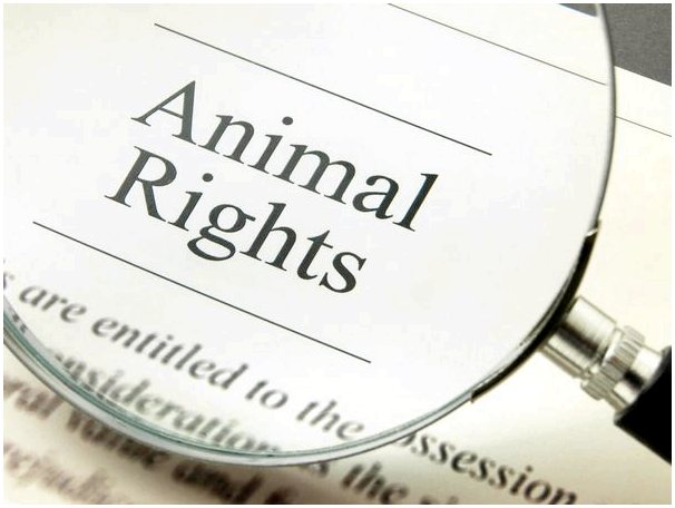 Что такое поверенный суда по животным?