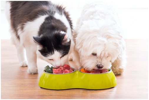 Отличается ли то, что едят кошки и собаки?