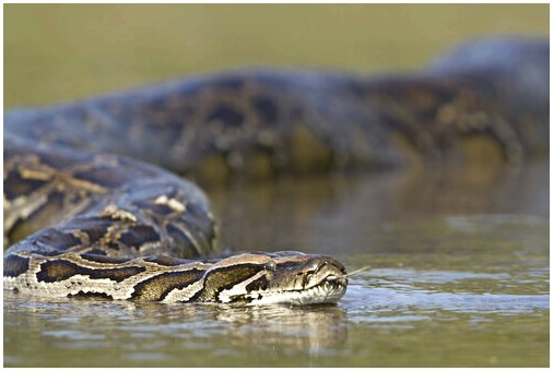 Самые венозные змеи в Латинской Америке
